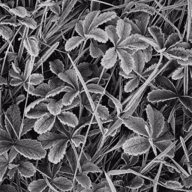 GillesLorinFeuillesGivrees2