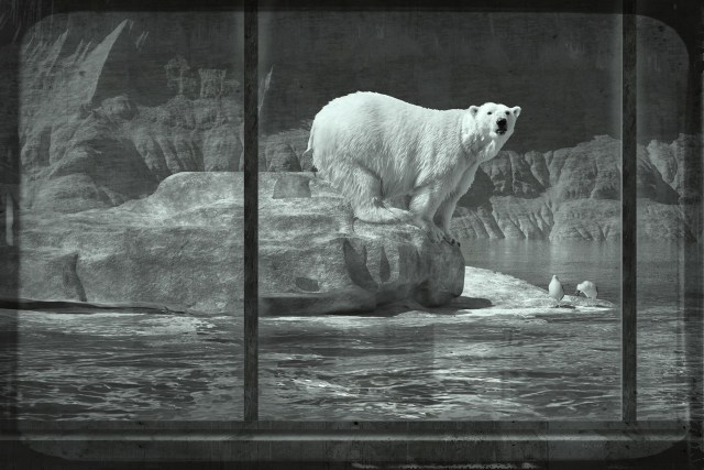 Ours Polaire et Goélands dans une Vitrine